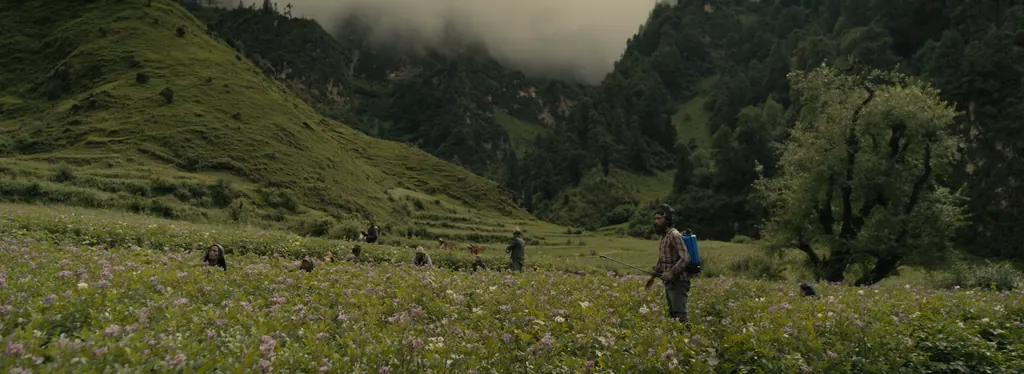 A figure walking through a meadow of pink flowers below forested slopes